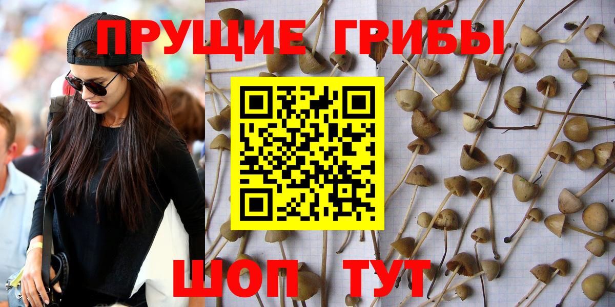Псилоцибиновые грибы Psilocybe Снежинск